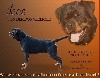  - Etalon Rottweiler disponible en semences congelées