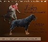  - Etalon Rottweiler disponible en semences congelées
